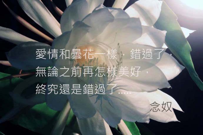 曇花一現的愛情