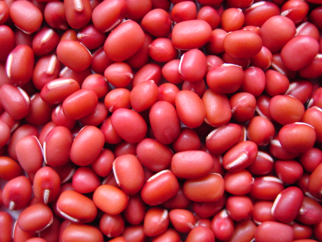 《廣東歌短故事》——紅豆