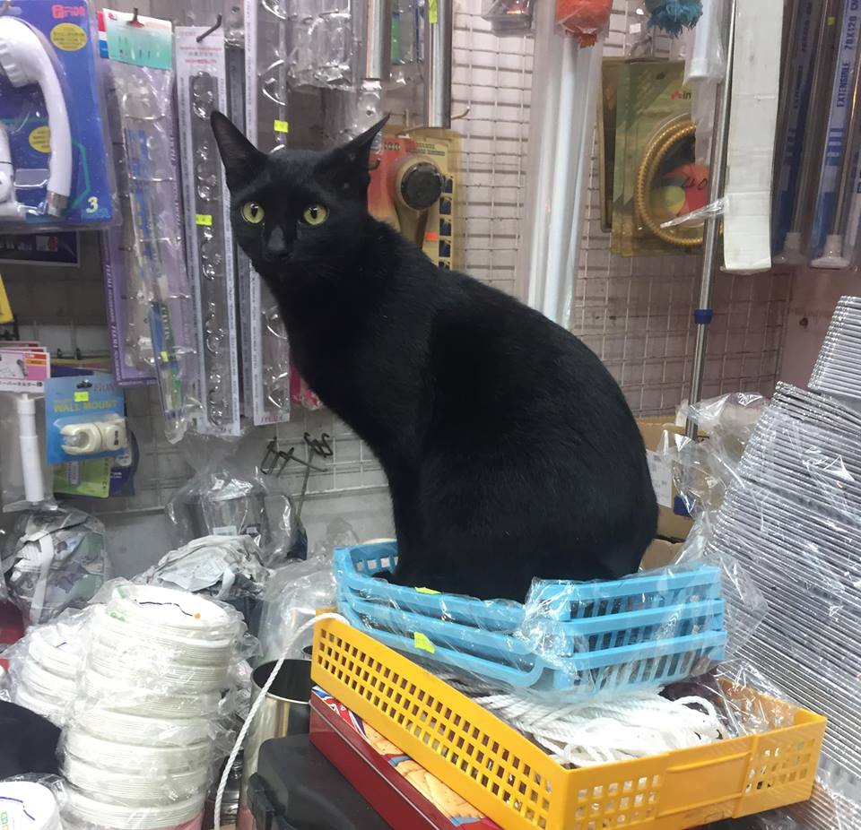 那家品店內的黑貓 