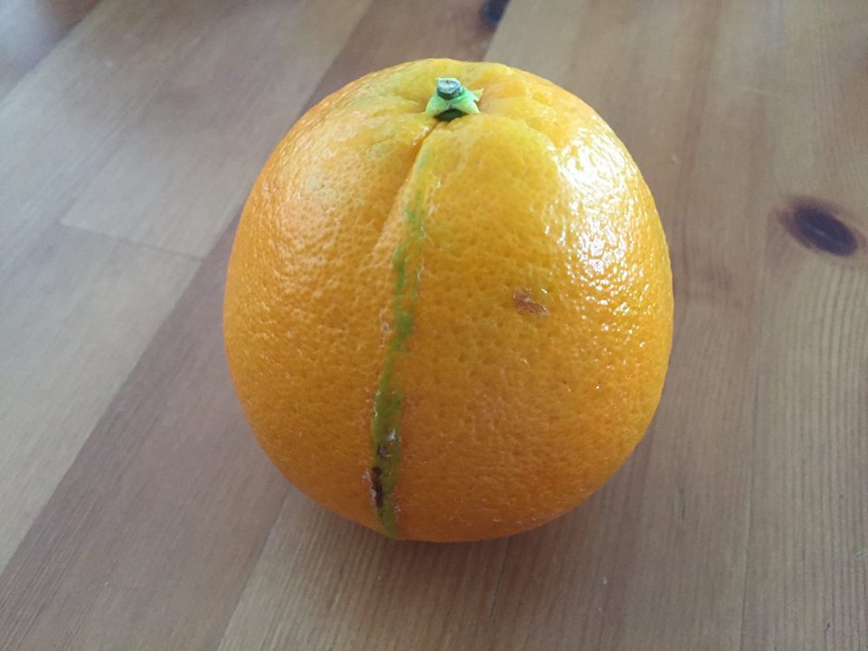 一個關於橙的故事